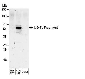 A80-104P | Goat anti-Human IgG-Fc Fragment Antibody HRP Conj