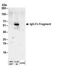 A80-104P | Goat anti-Human IgG-Fc Fragment Antibody HRP Conj