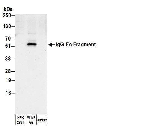 A80-304B | Goat anti-Human IgG-Fc Fragment Cross-Adsorbed Antibody Biotinylated
