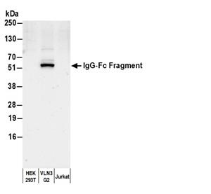A80-304B | Goat anti-Human IgG-Fc Fragment Cross-Adsorbed Antibody Biotinylated