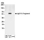A80-304B | Goat anti-Human IgG-Fc Fragment Cross-Adsorbed Antibody Biotinylated