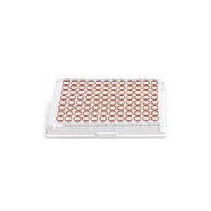 25179 | HSV IgG EIA Test Kit