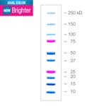 1610374S | Prec Plus Protein Dual Color Stds Trial