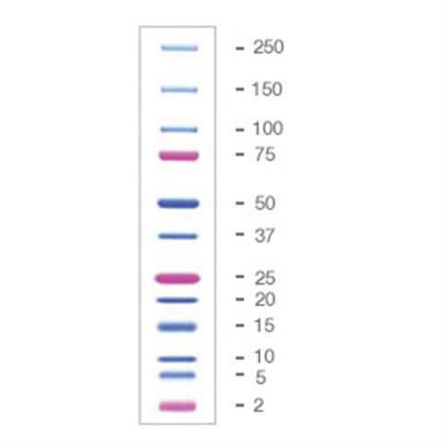 1610377 | Prec Plus Protein Dual Xtra Stds
