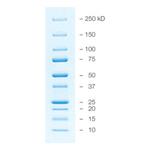 1610393 | Prec Plus Protein All Blue Stds Value Pk
