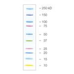 1610395 | Prec Plus Protein Kaleidoscope Std Value