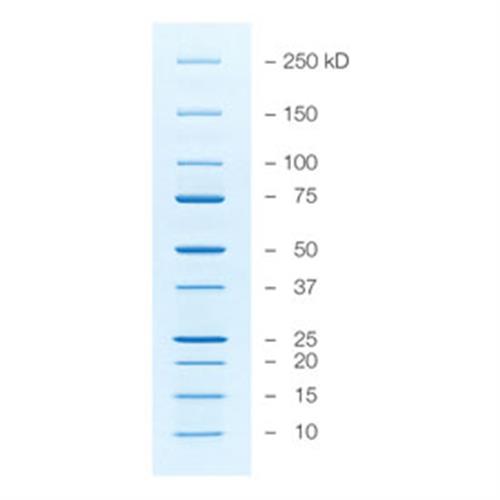 1610396 | Prec Plus Protein Unstained Std Value Pk
