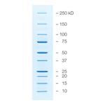 1610396 | Prec Plus Protein Unstained Std Value Pk