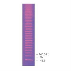 1703635 | DNA Size Standard Lambda Ladder PFGE