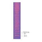 1703635 | DNA Size Standard Lambda Ladder PFGE