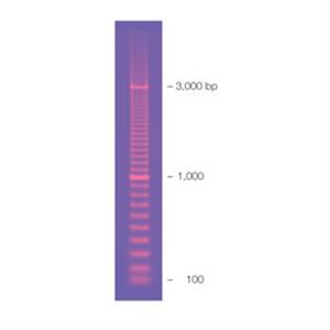 1708206 | 100 bp PCR Molecular Ruler
