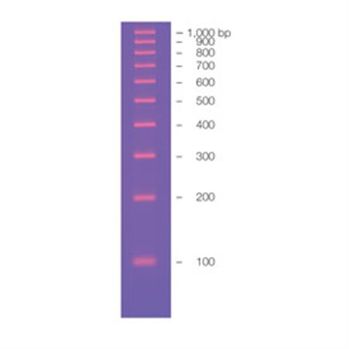 1708352 | EZ Load 100 bp Molecular Ruler