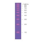 1708352 | EZ Load 100 bp Molecular Ruler