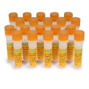 1708884 | iQ SYBR Green Supermix 20 x 1.25 ml