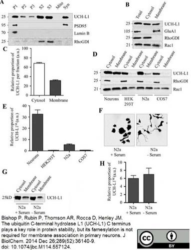 7863-1004 | MOUSE ANTI HUMAN PROTEIN GENE PRODUCT 9.5