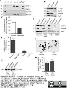 7863-1004 | MOUSE ANTI HUMAN PROTEIN GENE PRODUCT 9.5