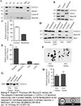 7863-1004 | MOUSE ANTI HUMAN PROTEIN GENE PRODUCT 9.5