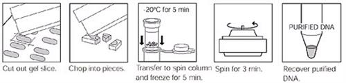 7326165 | Freeze N Squeeze Gel Extr Spin Col 25