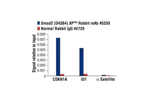 11958S | PhosphoPlus ® Smad2 (Ser465/467) Antibody Duet 