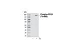 12185S | PhosphoPlus® PERK (Thr980) Antibody Duet
