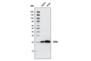 14541T | T Cell Signaling Antibody Sampler Kit