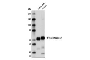 14558S | Synaptotagmin-1 (D33B7) Rabbit mAb