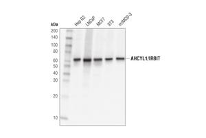 17336T | One-Carbon Metabolism Antibody Sampler Kit