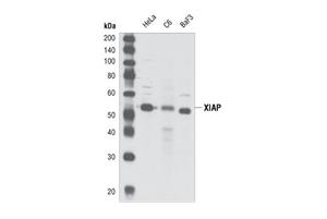 2042L | XIAP Antibody