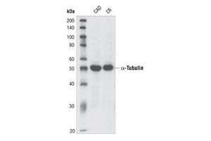 2144S | alpha-Tubulin Antibody