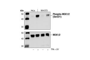 2338L | Phospho-MEK1/2 (Ser221) (166F8) Rabbit mAb