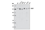 23988S | PhosphoPlus ® ULK1 (Ser757) Antibody Duet