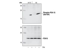 2776L | Phospho-PEA-15 (Ser104) Antibody