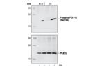 2776L | Phospho-PEA-15 (Ser104) Antibody