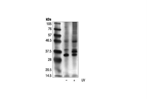 2851L | Phospho-(Ser/Thr) ATM/ATR Substrate Antibody