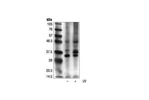2851L | Phospho-(Ser/Thr) ATM/ATR Substrate Antibody