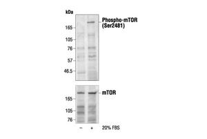 2974L | Phospho-mTOR (Ser2481) Antibody