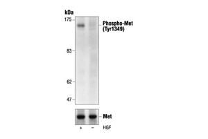 3121S | Phospho-Met (Tyr1349) Antibody