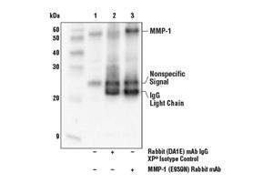 33437T | ECM Profiling Antibody Sampler Kit