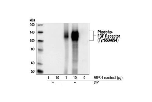 3476L | Phospho-FGF Receptor (Tyr653/654) (55H2) Mouse mAb