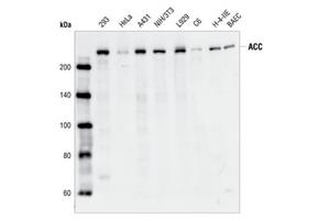 3662S | Acetyl-CoA Carboxylase Antibody
