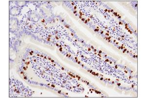 37495T | Mouse Immune Cell Phenotyping IHC Antibody Sampler Kit