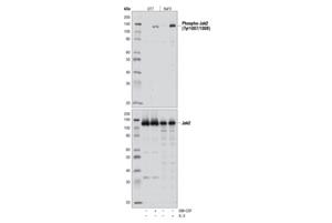 3771L | Phospho-Jak2 (Tyr1007/1008) Antibody