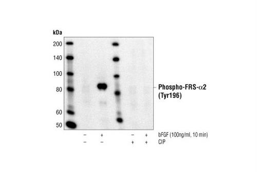 3864L | Phospho-FRS2-alpha (Tyr196) Antibody
