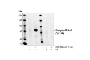 3864L | Phospho-FRS2-alpha (Tyr196) Antibody