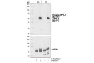 4185S | Phospho-AMPKalpha1 (Ser485)/AMPKalpha2 (Ser491) Antibody