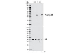 4511L | Phospho-p38 MAPK (Thr180/Tyr182) (D3F9) XP ® Rabbit mAb