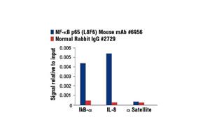 4766T | NF-kappaB Family Member Antibody Sampler Kit