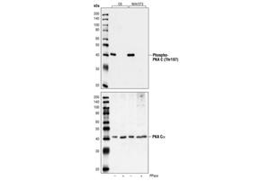 4781S | Phospho-PKA C (Thr197) Antibody