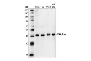 4782S | PKA C-alpha Antibody