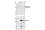 4810L | Phospho-NF-kappaB2 p100 (Ser866/870) Antibody